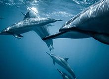 WTT多哈冠军赛 林诗栋2-4不敌张禹珍无缘决赛